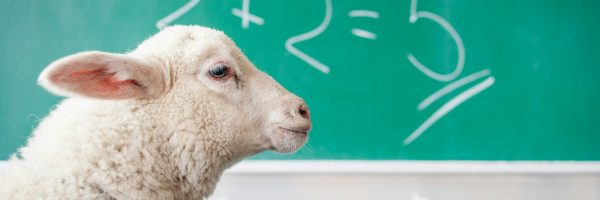 A sheep sitting at a desk with a chalkboard in the background with 2+2=5 written on it.
